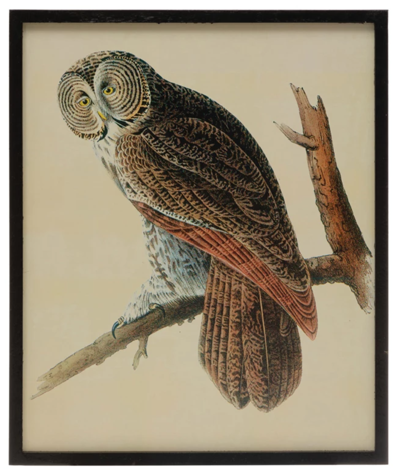 Owl Art